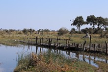 vignette Botswana_2017_0164.jpg 