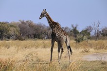 vignette Botswana_2017_0171.jpg 