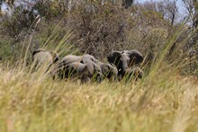 vignette Botswana_2017_0205.jpg 