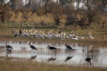 vignette Botswana_2017_0238.jpg 