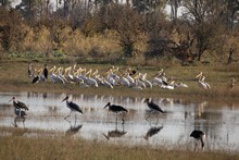 vignette Botswana_2017_0238.jpg 