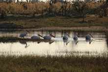 vignette Botswana_2017_0259.jpg 