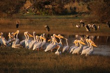 vignette Botswana_2017_0273.jpg 