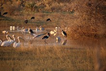 vignette Botswana_2017_0278.jpg 