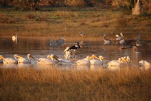 vignette Botswana_2017_0280.jpg 