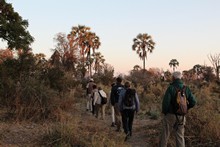 vignette Botswana_2017_0299.jpg 