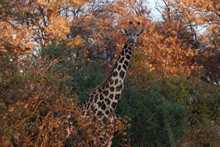 vignette Botswana_2017_0304.jpg 