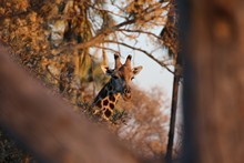 vignette Botswana_2017_0310.jpg 