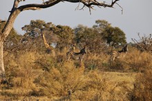 vignette Botswana_2017_0320.jpg 