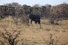 vignette Botswana_2017_0327.jpg 