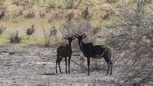 vignette Botswana_2017_0338.jpg 