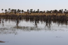 vignette Botswana_2017_0342.jpg 