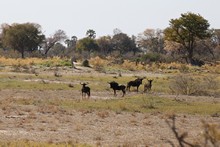 vignette Botswana_2017_0345.jpg 