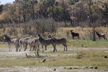 vignette Botswana_2017_0350.jpg 