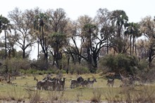 vignette Botswana_2017_0354.jpg 