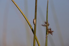 vignette Botswana_2017_0372.jpg 