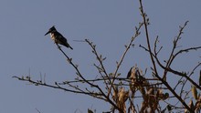 vignette Botswana_2017_0381.jpg 