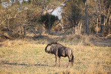 vignette Botswana_2017_0472.jpg 