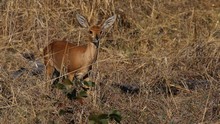 vignette Botswana_2017_0492.jpg 