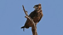 vignette Botswana_2017_0503.jpg 