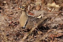 vignette Botswana_2017_0514.jpg 