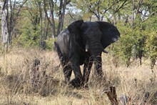 vignette Botswana_2017_0521.jpg 