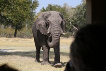 vignette Botswana_2017_0533.jpg 