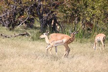 vignette Botswana_2017_0538.jpg 