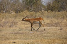 vignette Botswana_2017_0560.jpg 