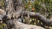 vignette Botswana_2017_0562.jpg 