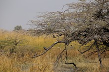 vignette Botswana_2017_0585.jpg 