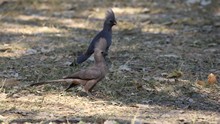 vignette Botswana_2017_0588.jpg 