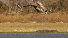 vignette Botswana_2017_0591.jpg 