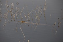 vignette Botswana_2017_0592.jpg 