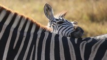 vignette Botswana_2017_0605.jpg 