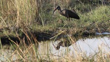 vignette Botswana_2017_0614.jpg 