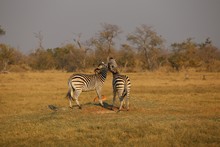 vignette Botswana_2017_0816.jpg 