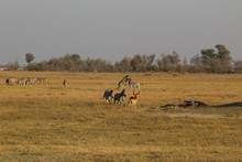 vignette Botswana_2017_0820.jpg 