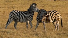 vignette Botswana_2017_0821.jpg 