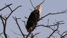 vignette Botswana_2017_0822.jpg 