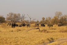 vignette Botswana_2017_0825.jpg 