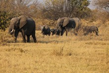 vignette Botswana_2017_0827.jpg 