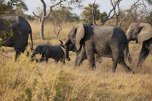 vignette Botswana_2017_0834.jpg 