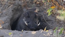 vignette Botswana_2017_0837.jpg 