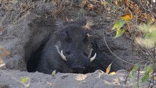 vignette Botswana_2017_0837.jpg 