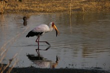 vignette Botswana_2017_0852.jpg 