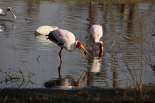 vignette Botswana_2017_0858.jpg 