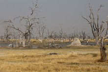 vignette Botswana_2017_0875.jpg 