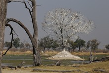 vignette Botswana_2017_0876.jpg 