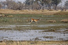 vignette Botswana_2017_0877.jpg 